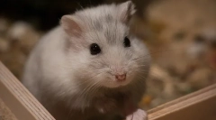 Що ви не можете їсти хом'яків, список продуктів